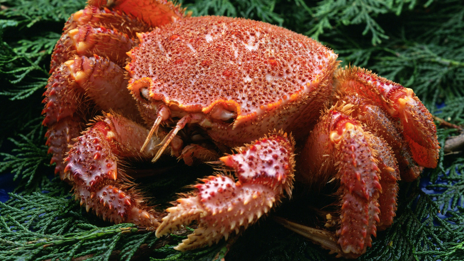 Большой краб