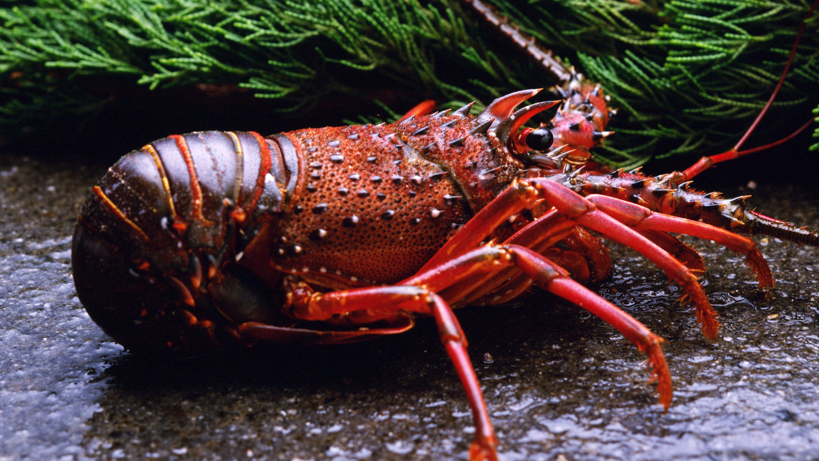 Отваренный ракообразный