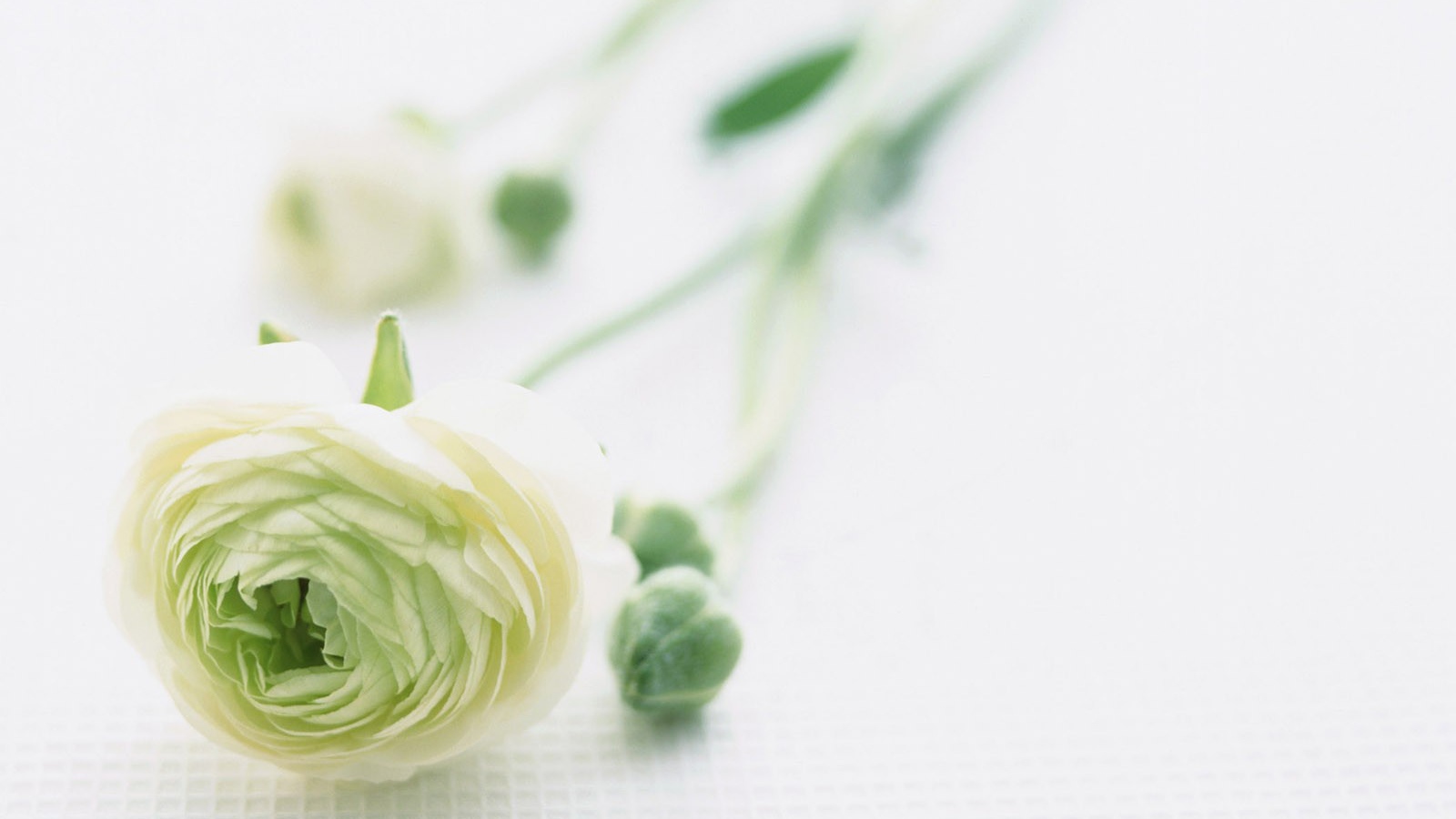 Красивый цветок для самой нежной