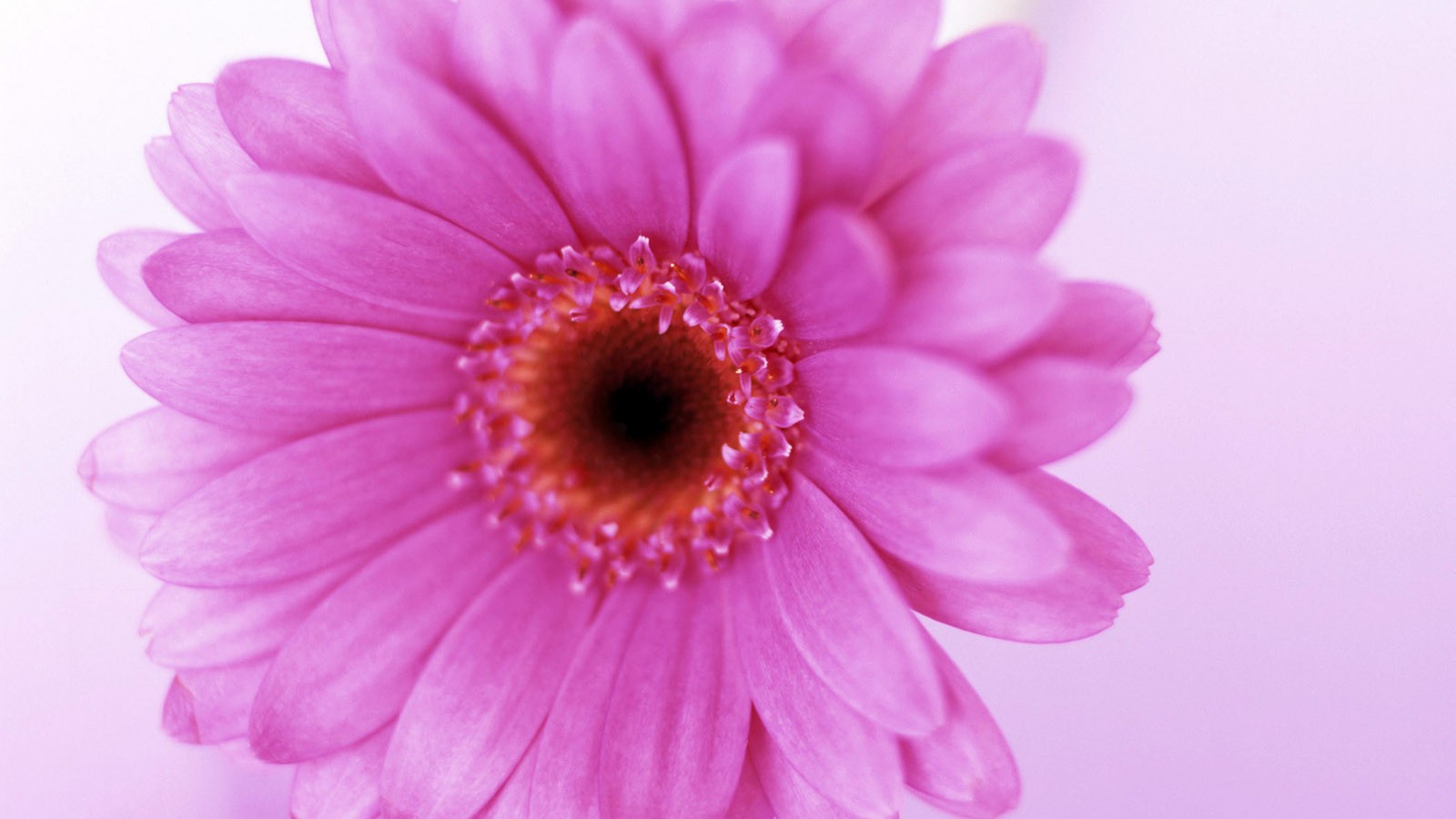 Цветок для любимой жены