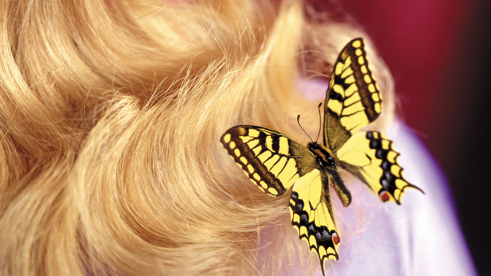 Бабочка на 8 марта