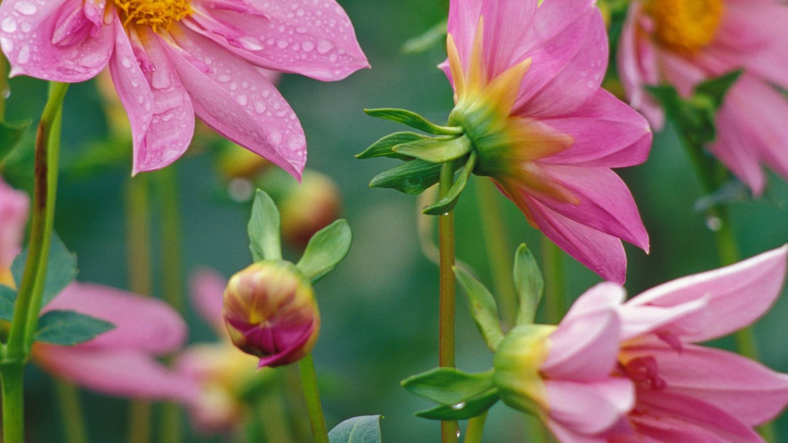 Цветочки красивым женщинам на 8 марта