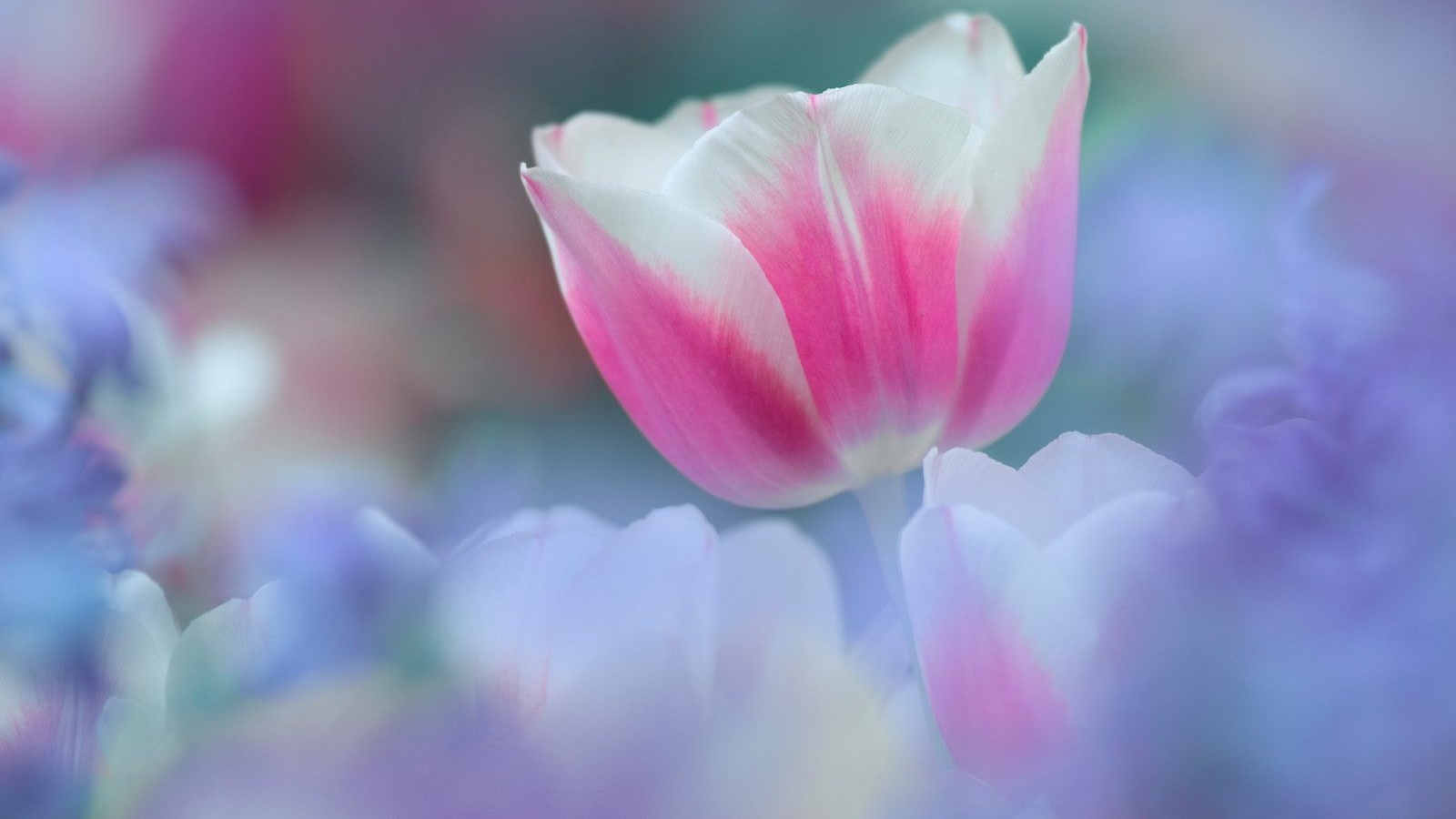 8 марта Цветок