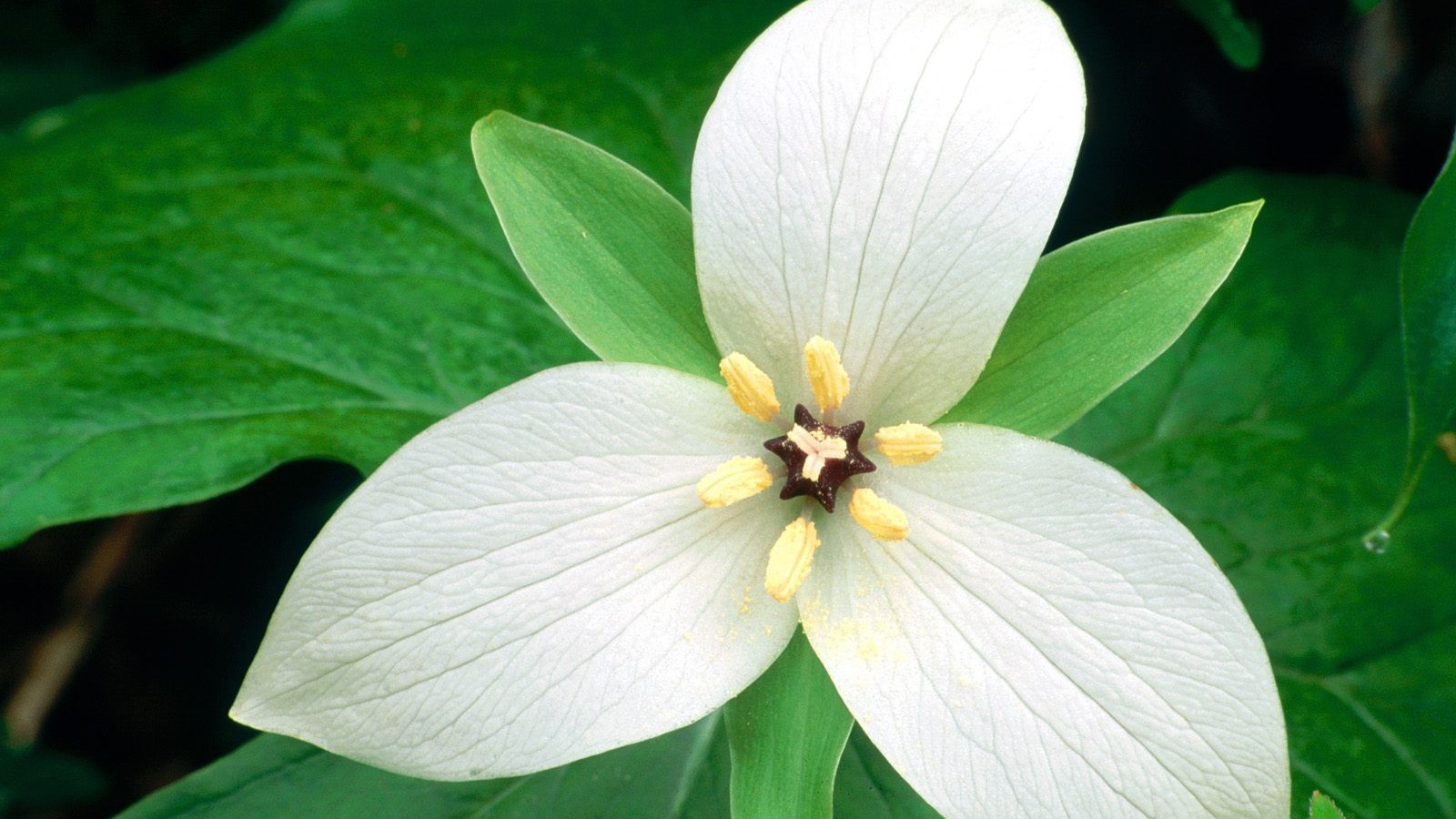 Белый цветок женщинам на 8 марта