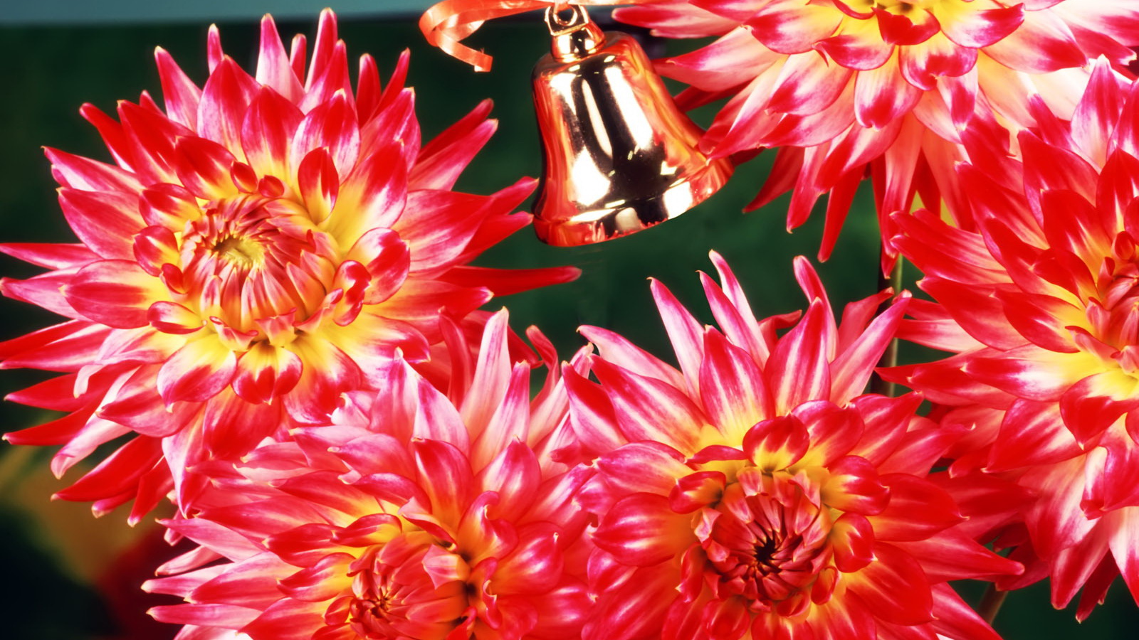 Цветы учителю