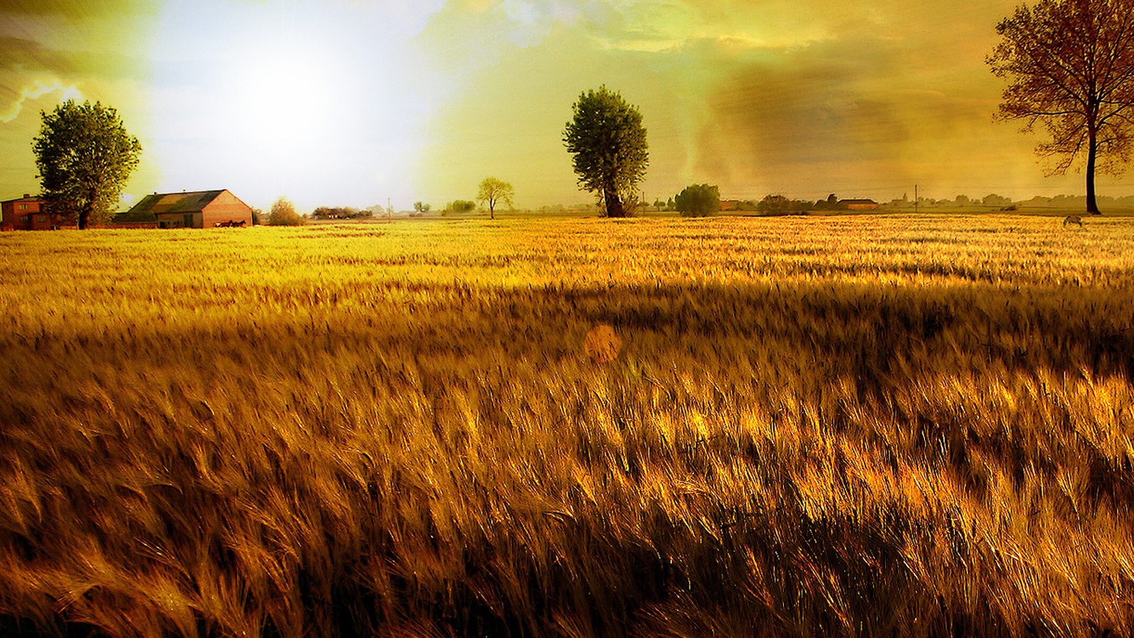 Золотое поле