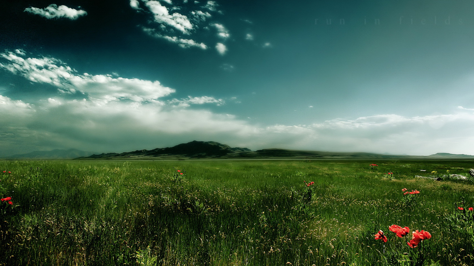 Зеленое поле