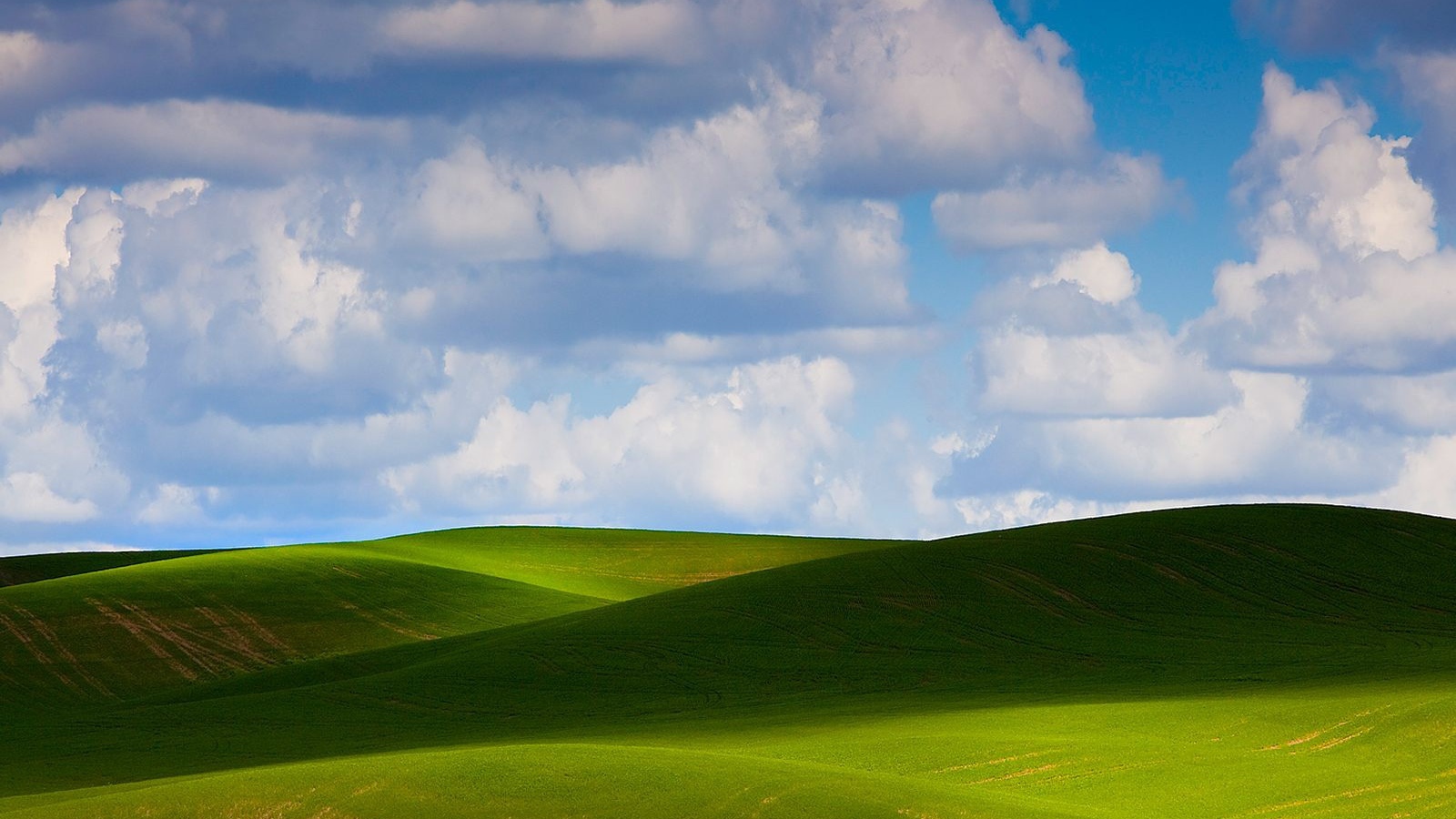 Зеленое летнее поле