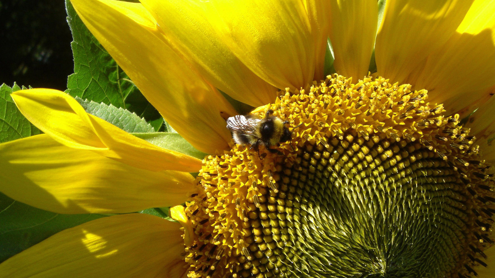 Цветущий подсолнух