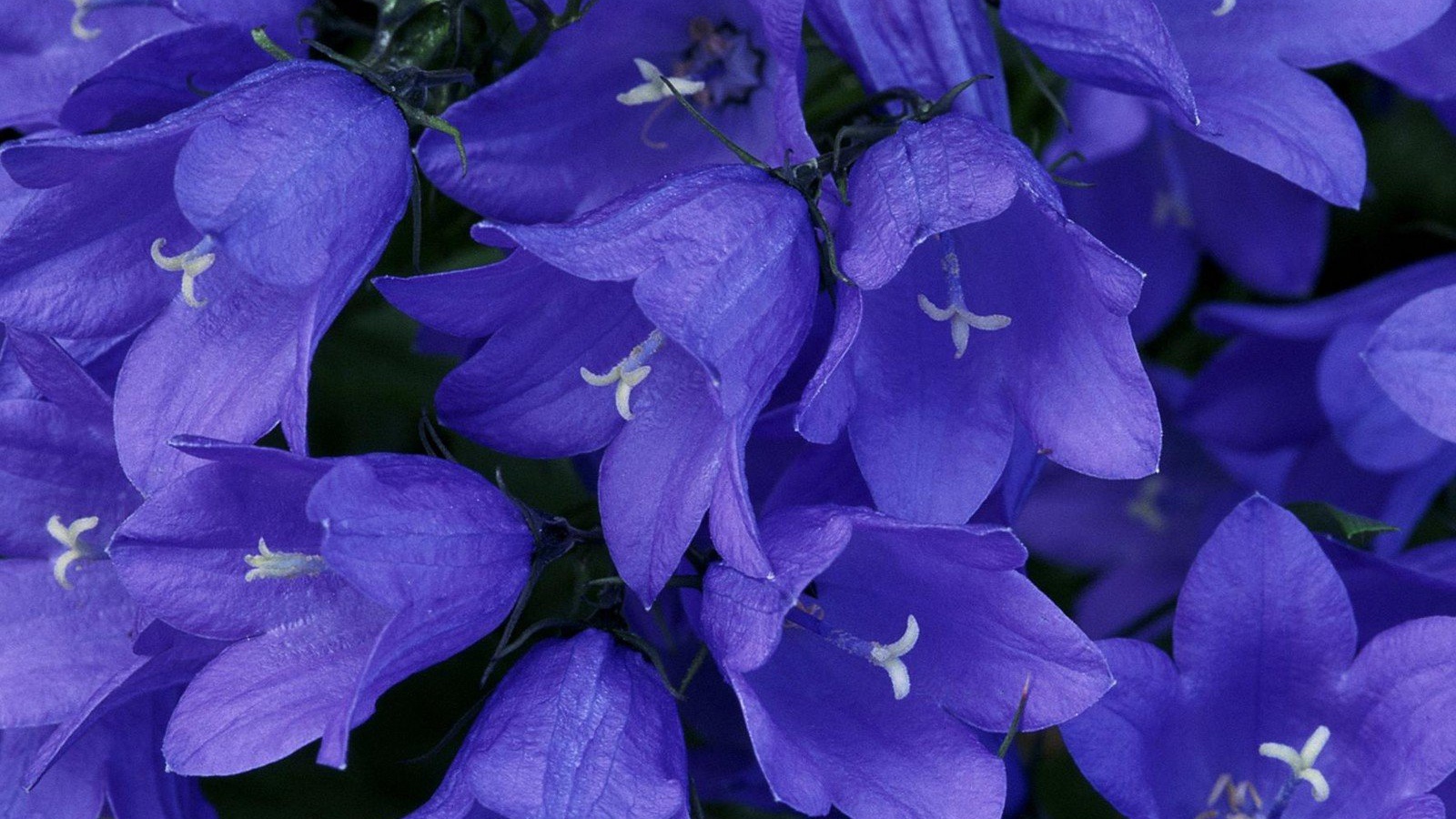 Синие колокольчики