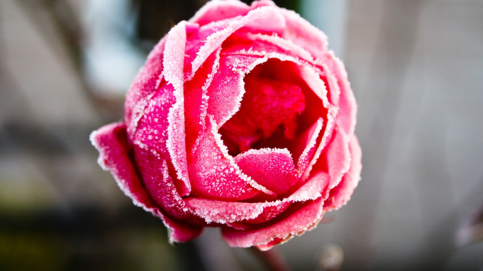 Отмороженная роза