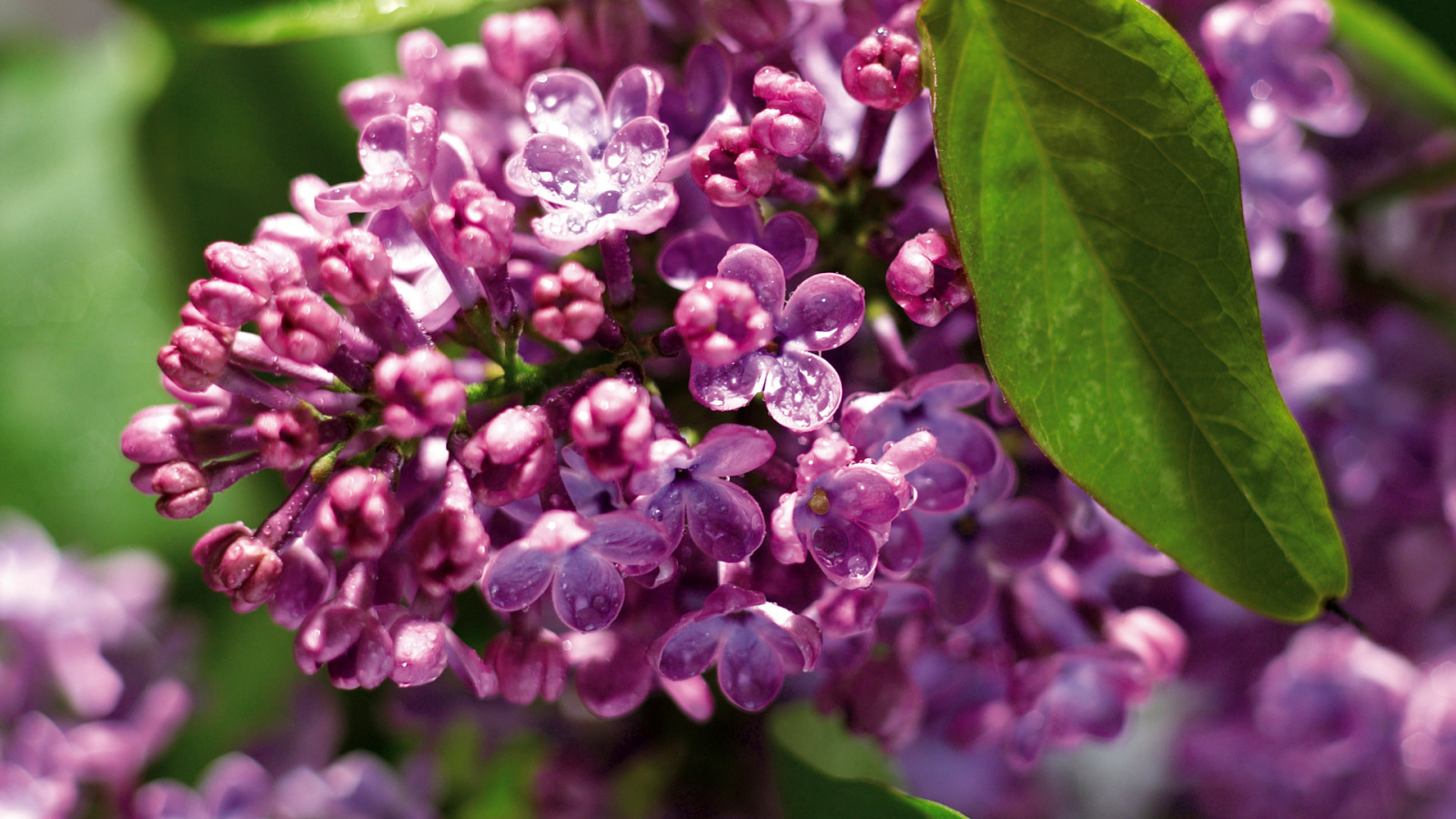 Одинокая ветка сирени