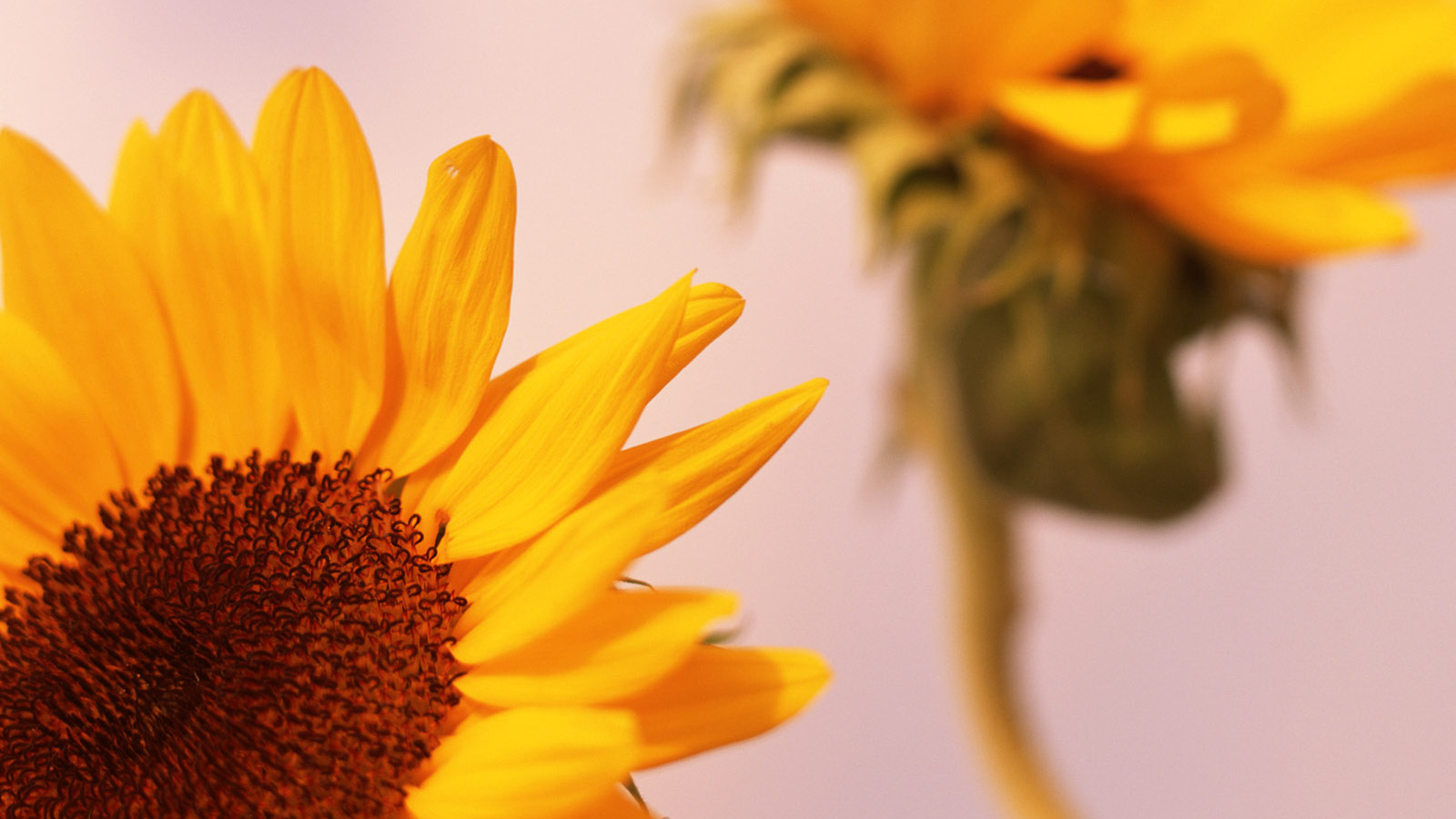 Цветы солнца