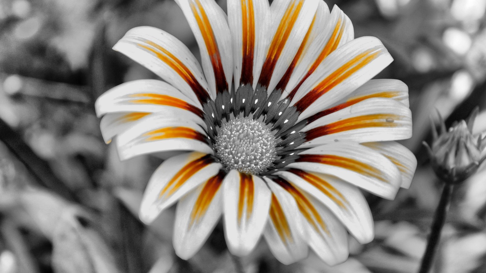 Тигровый цветок