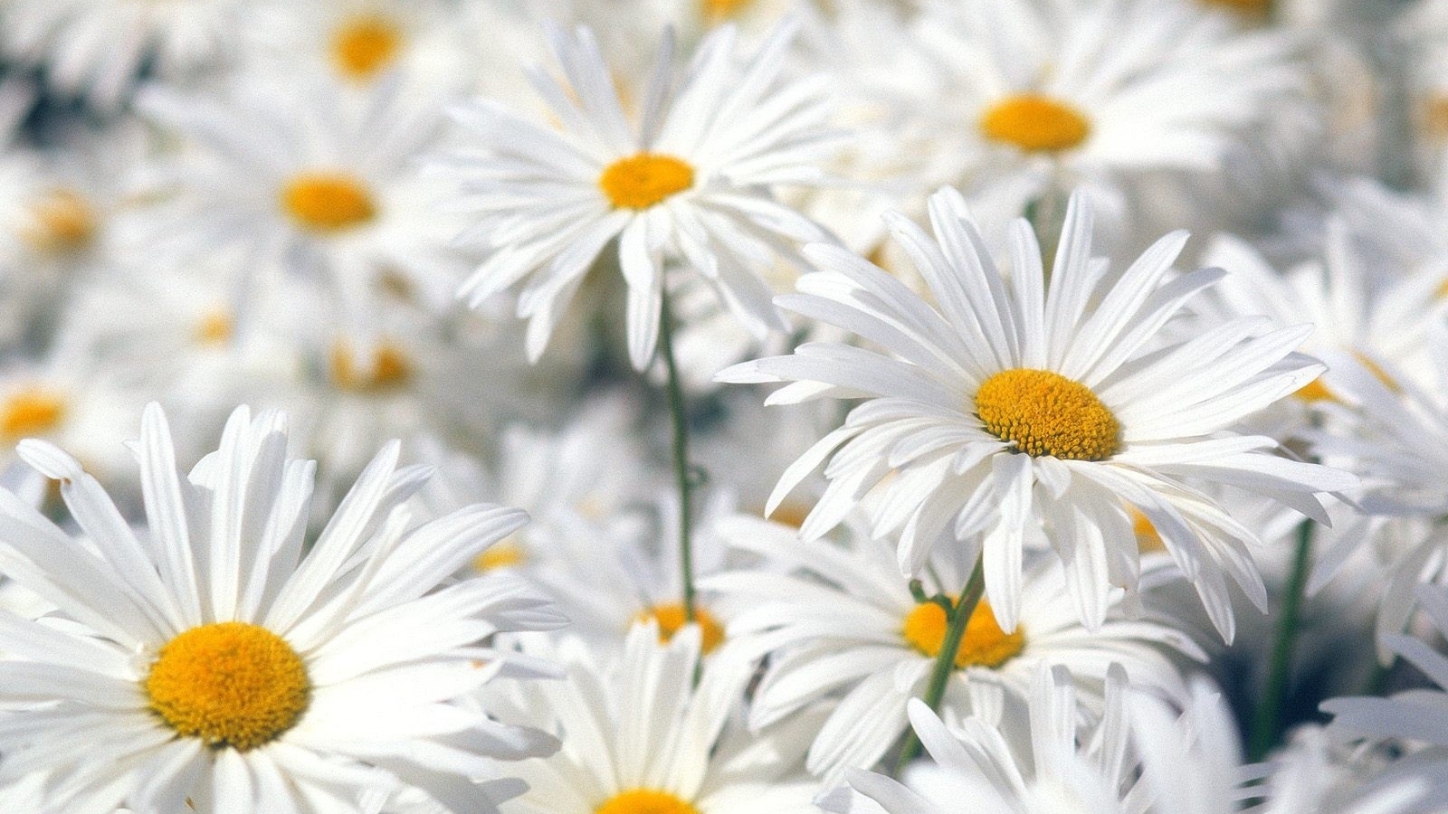 Белые ромашки