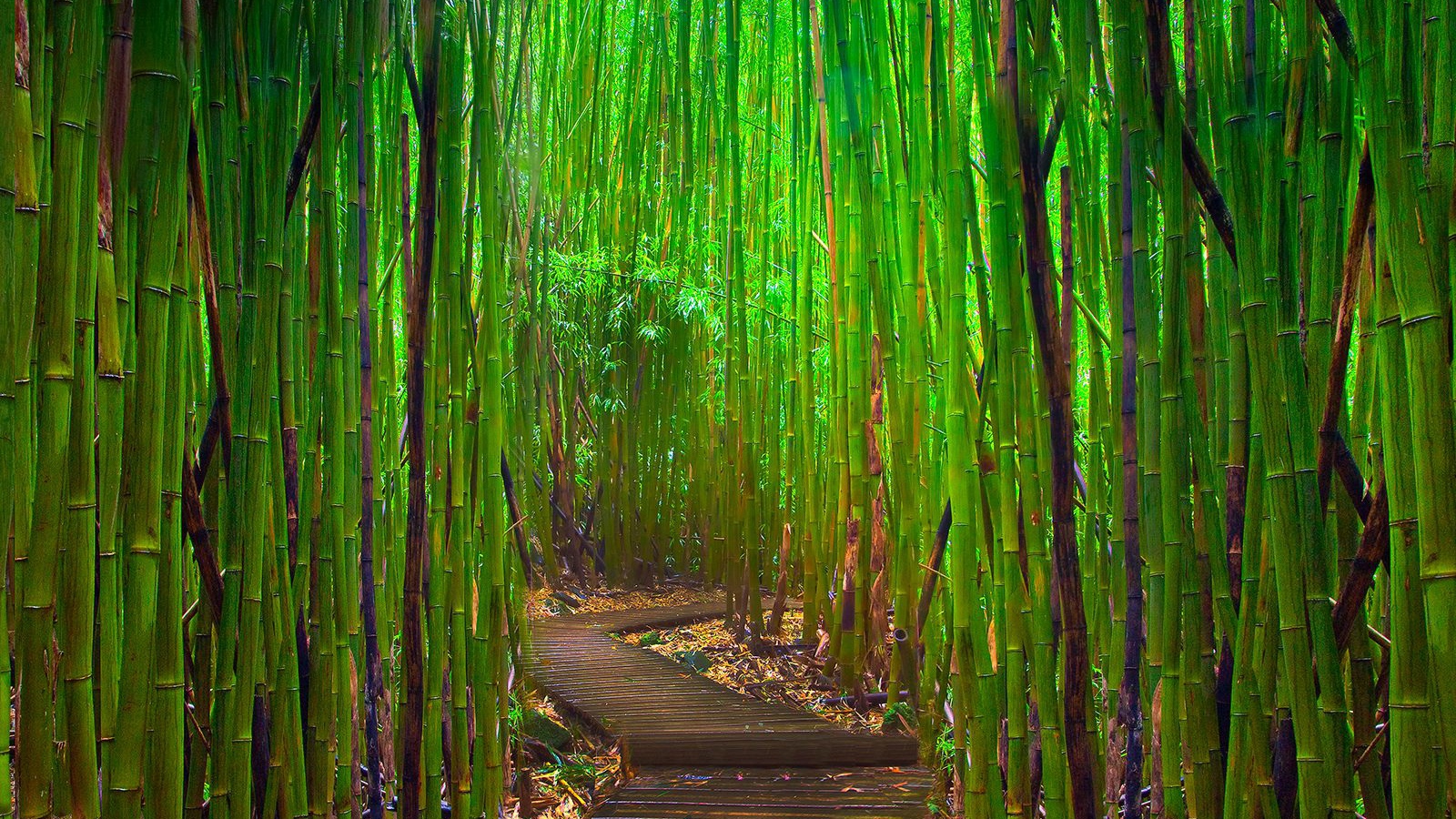 Бамбуковый лес