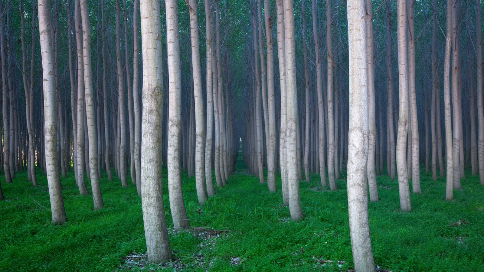 Красивая роща