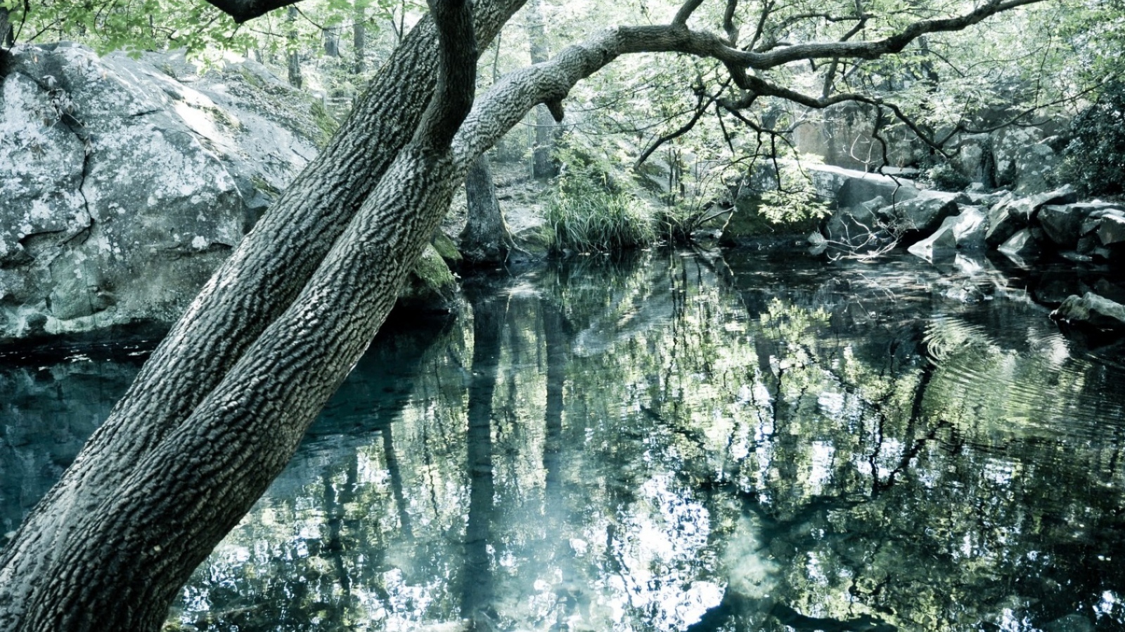 Чистое озеро в лесу