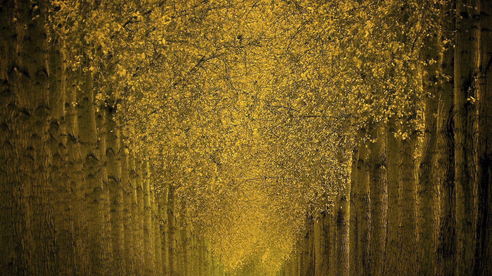 Фантастический лес