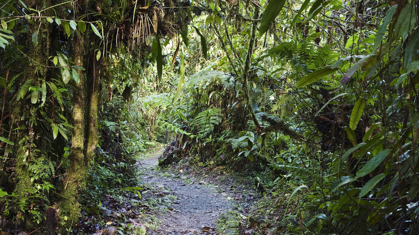 Тропинка через заросли