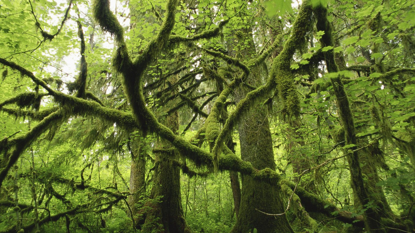 Лес поросший мхом