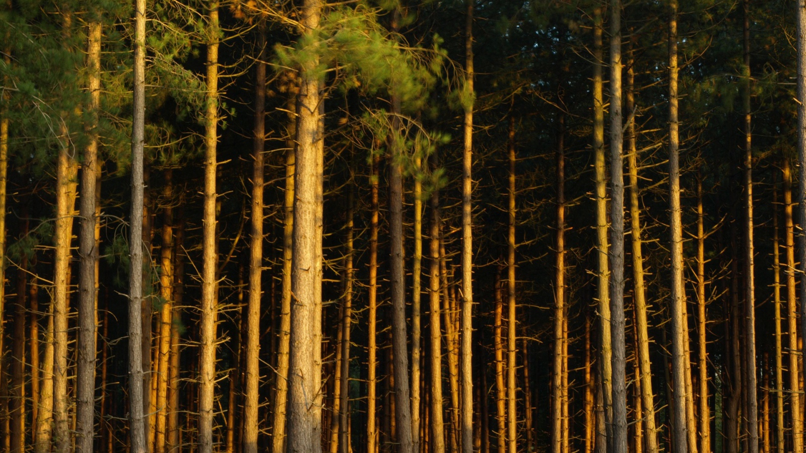 Сосновый бор