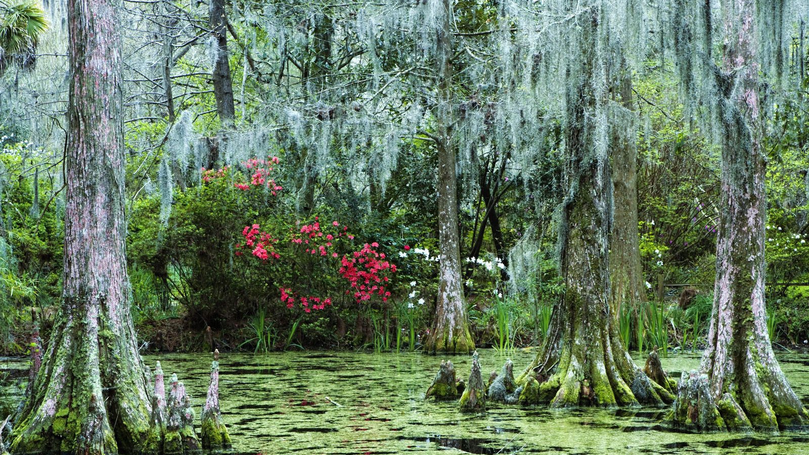 Затонувший лес