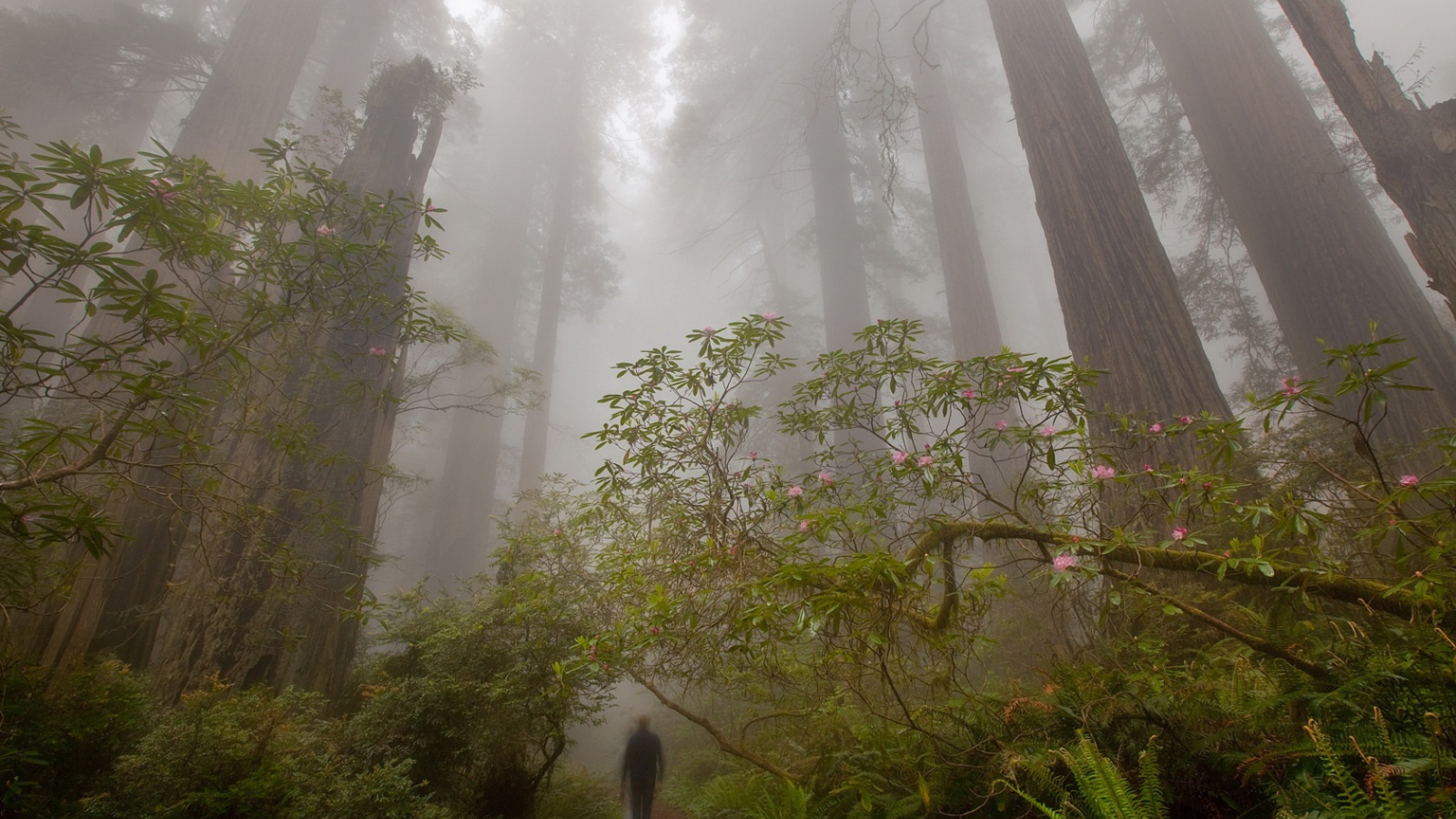 Деревья великаны