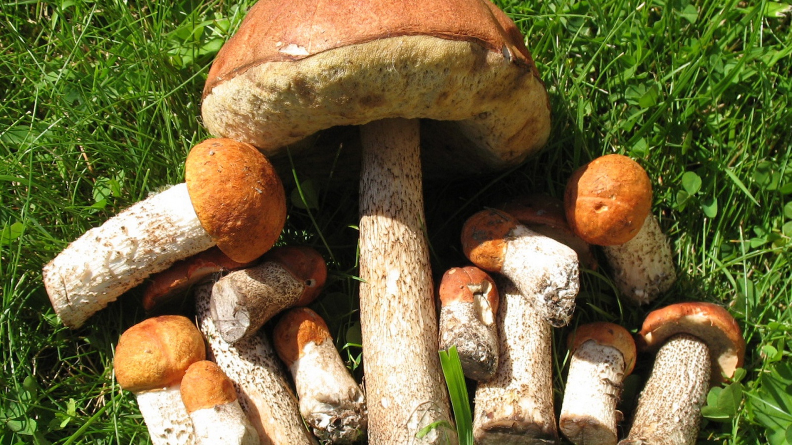 Съедобные грибы