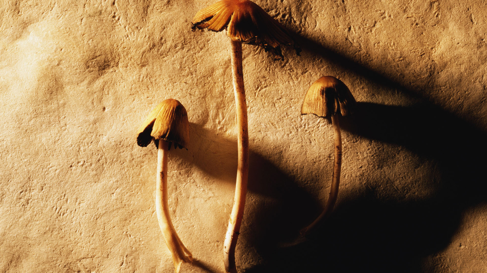 Маленькие грибочки