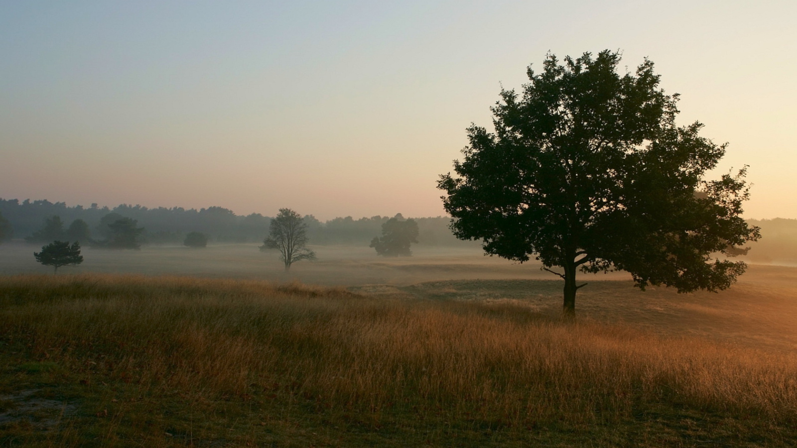 Туманное утро
