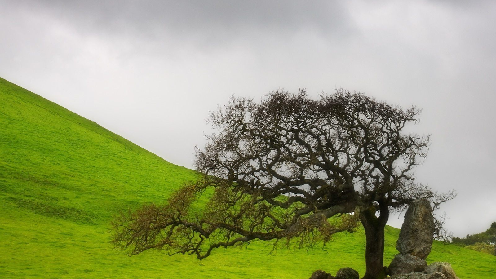 старое дерево