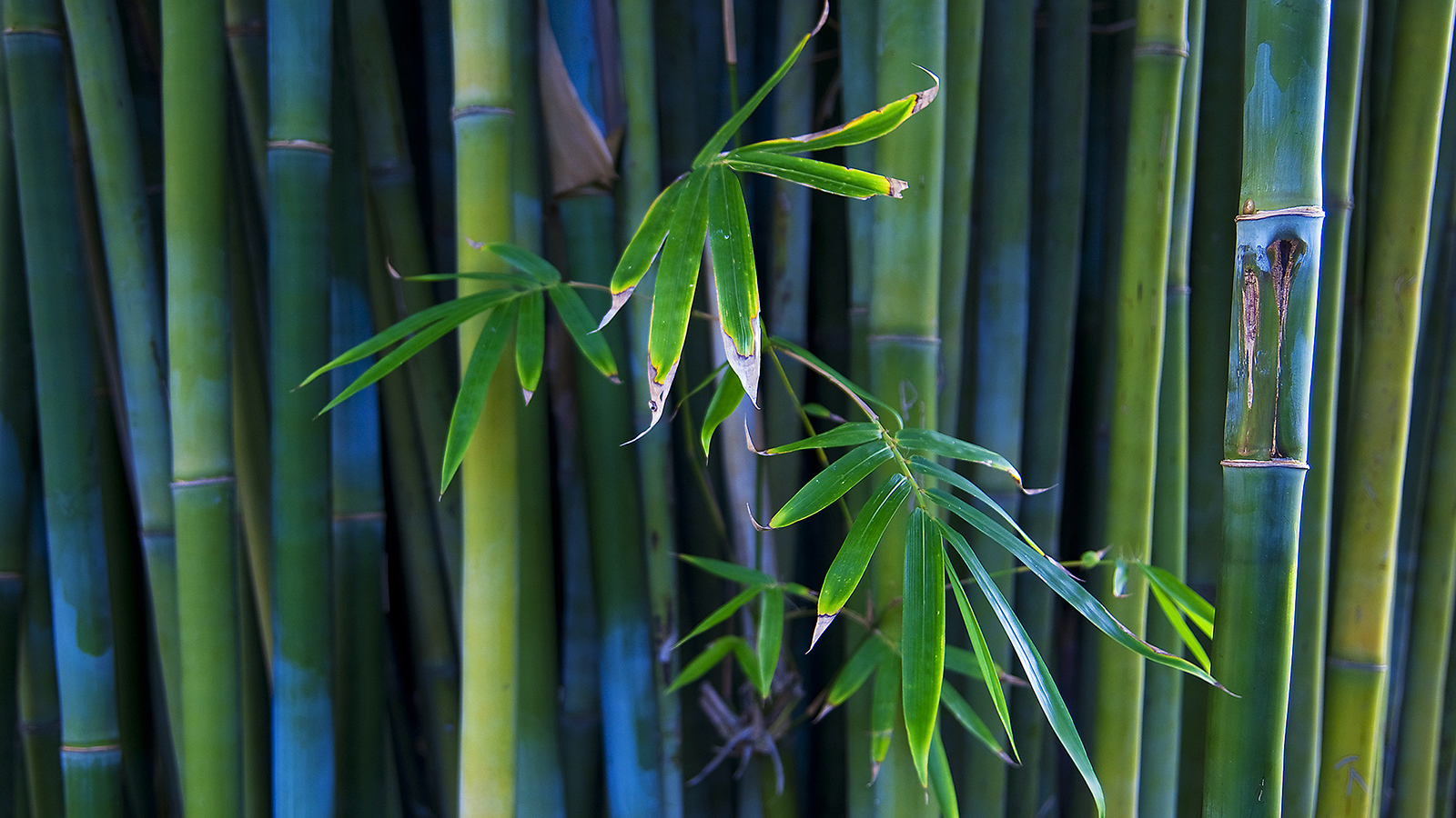 Листья бамбука