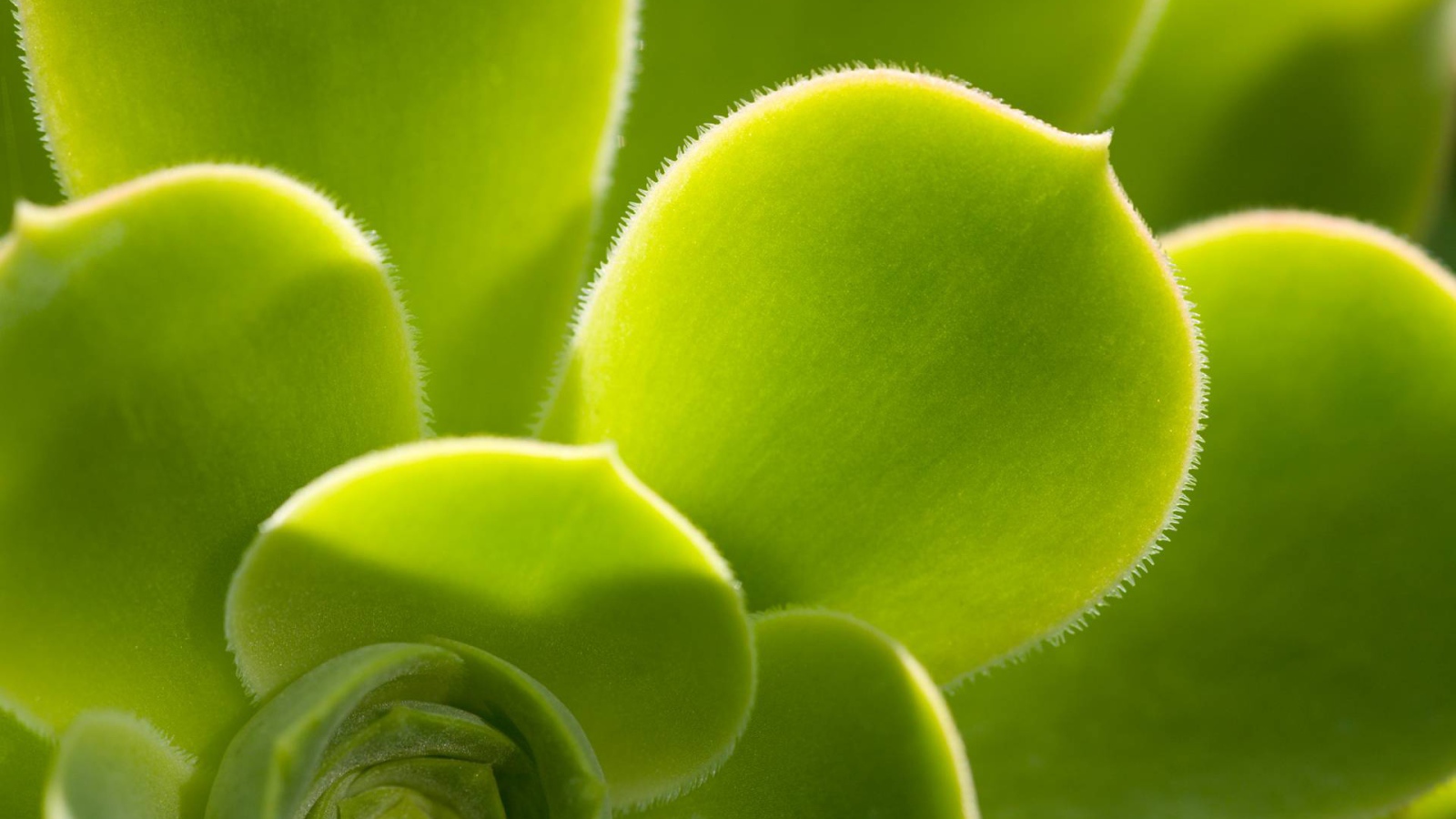 Красивое растение