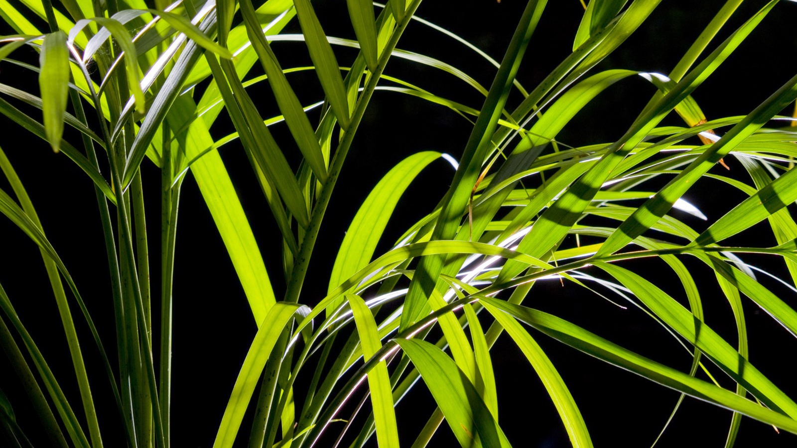 Листья пальмы