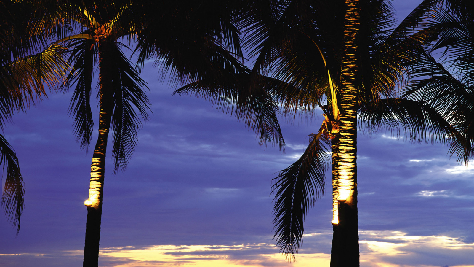 Пальмы в лучах заката
