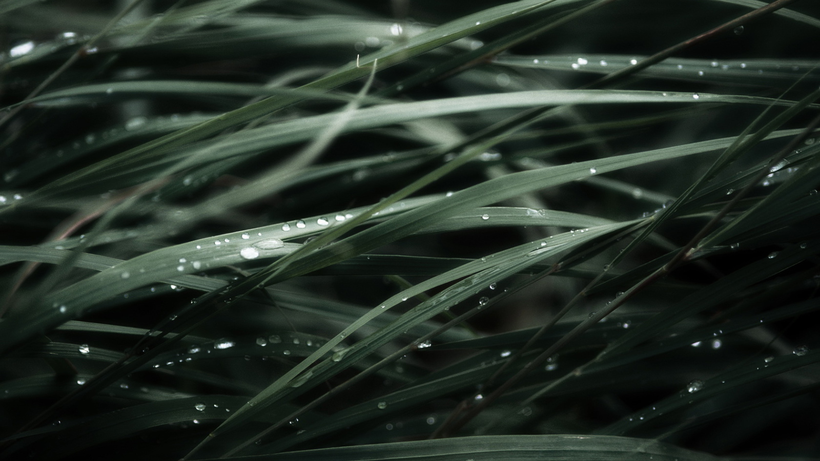 Трава после дождя