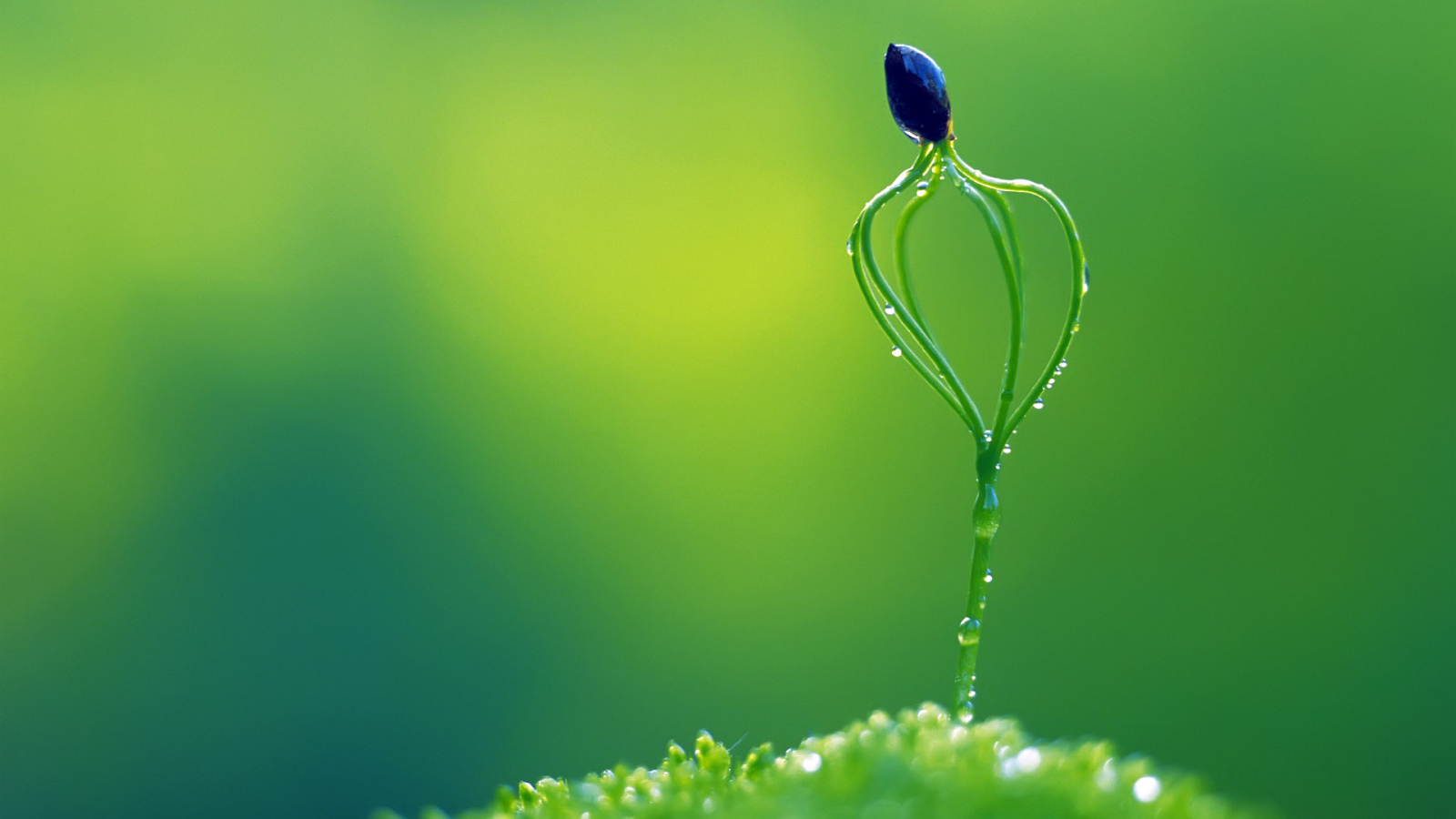 Необычное растение