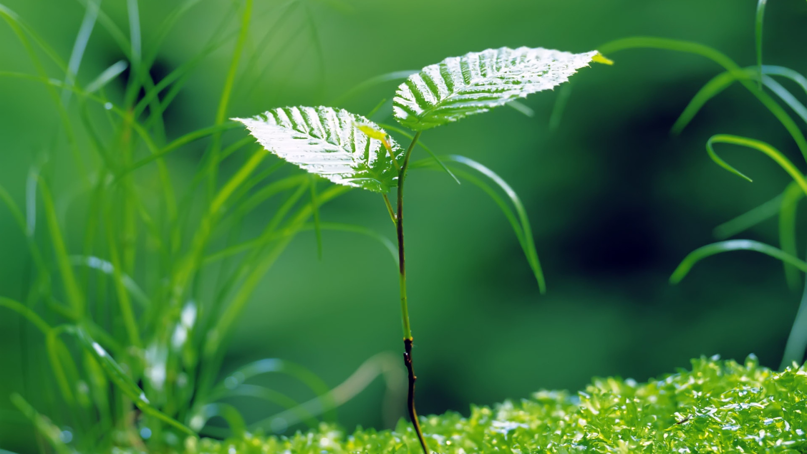 Молодая береза