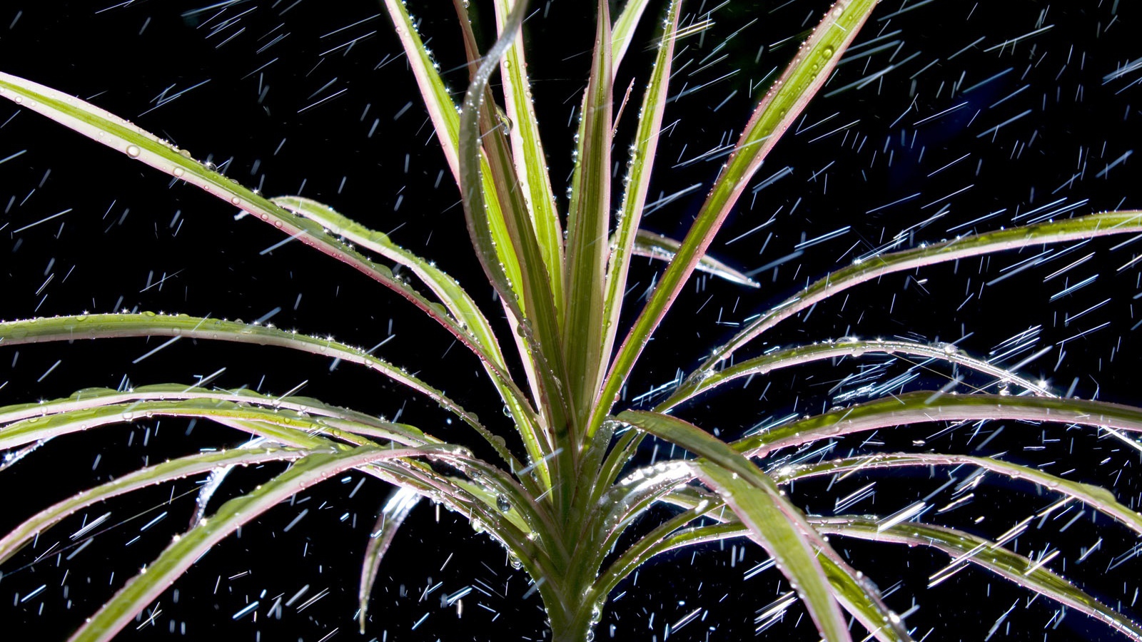  Dracaena