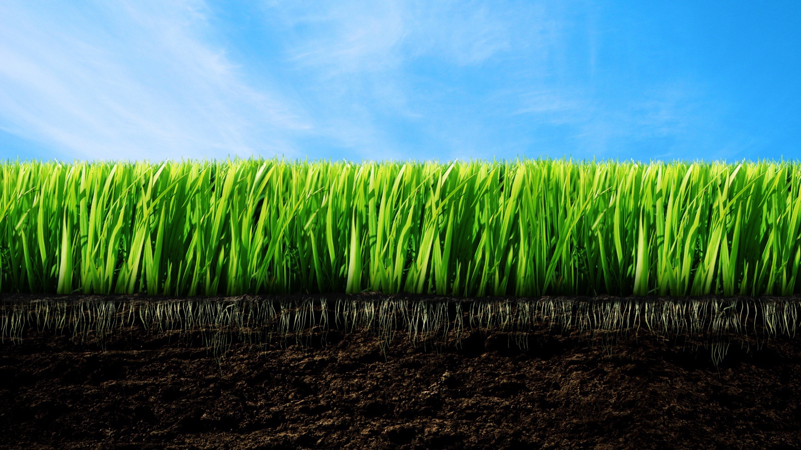 зеленая трава