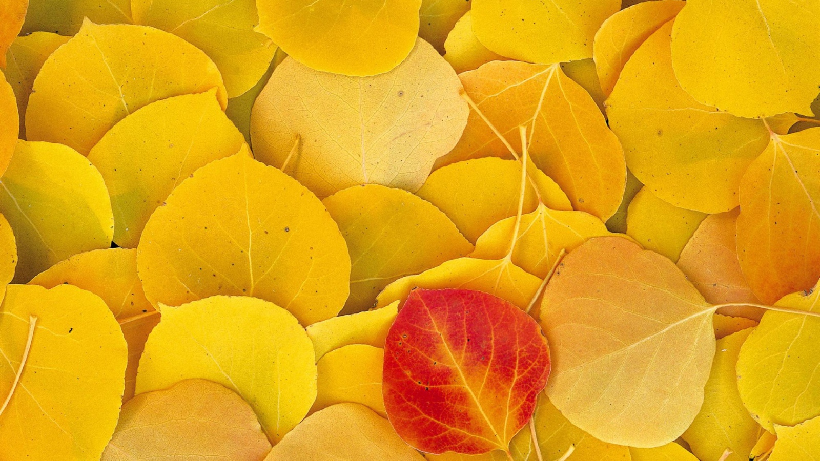 Желтые опавшие листья