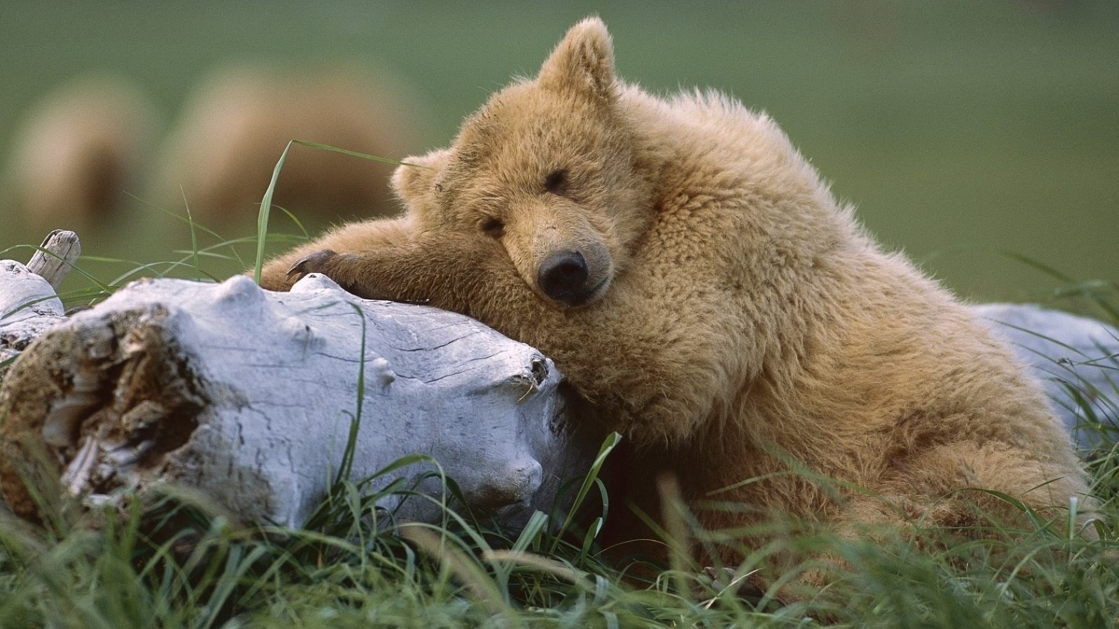 Медведь с бревном