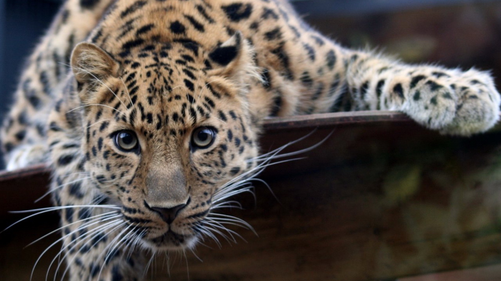 Большая пятнистая кошка