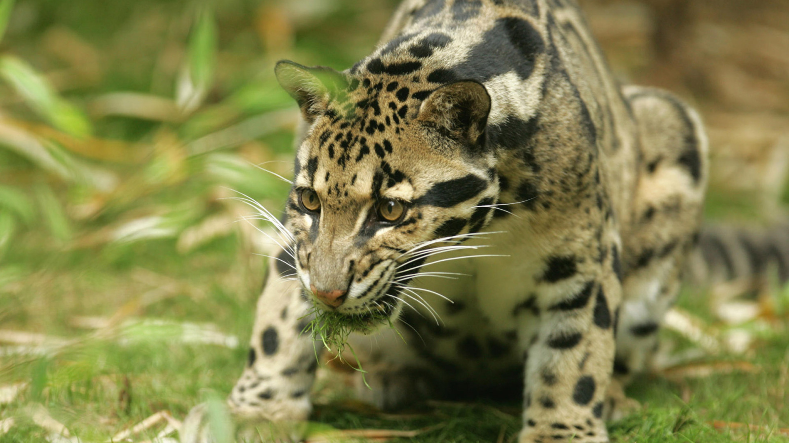 Большая киса