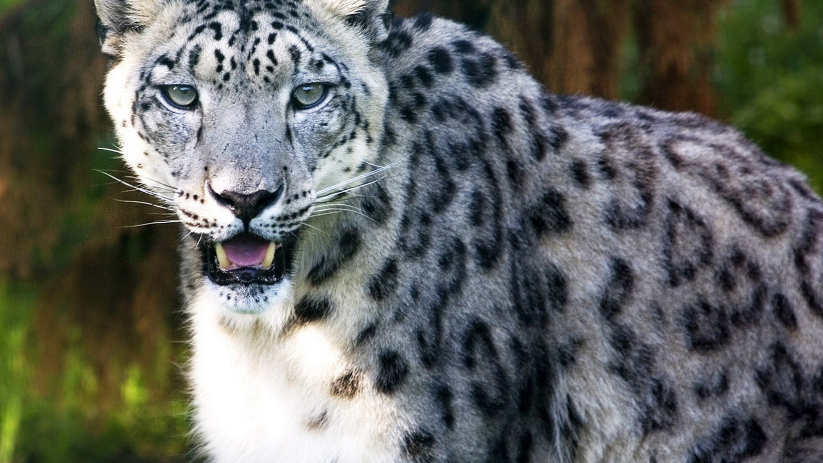 Ирбис в лесной чаще