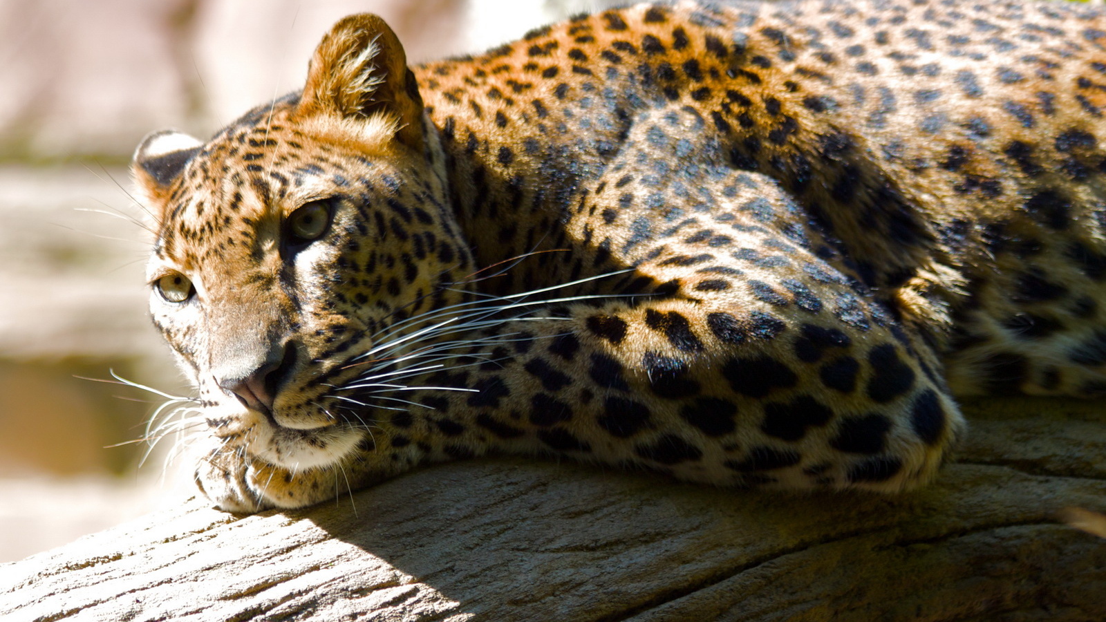 Леопард лежа на дереве