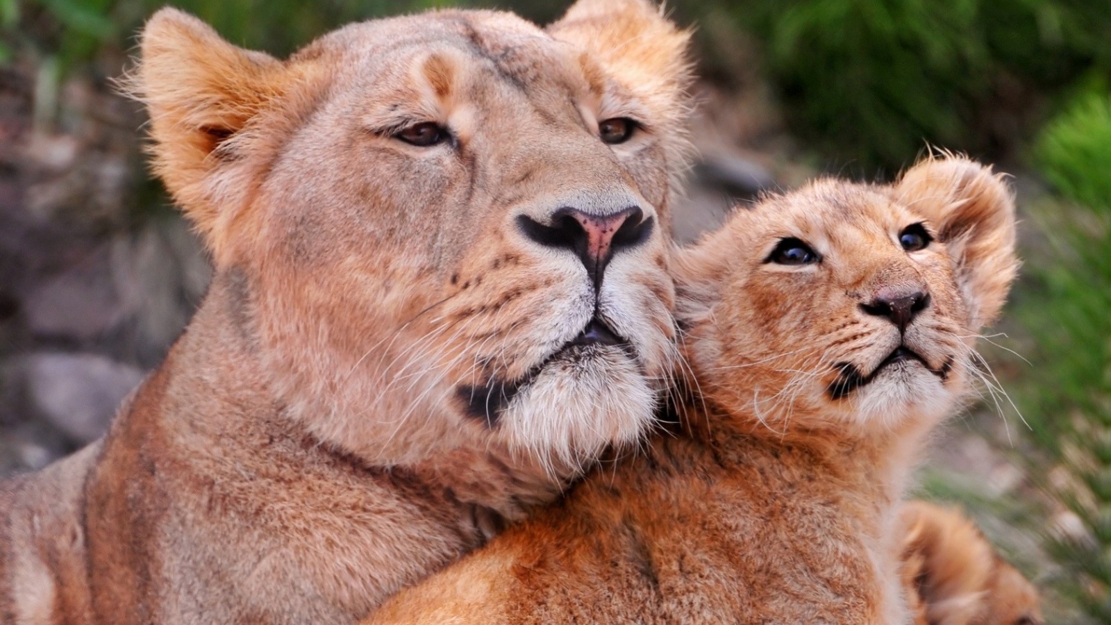 Львиное семейство