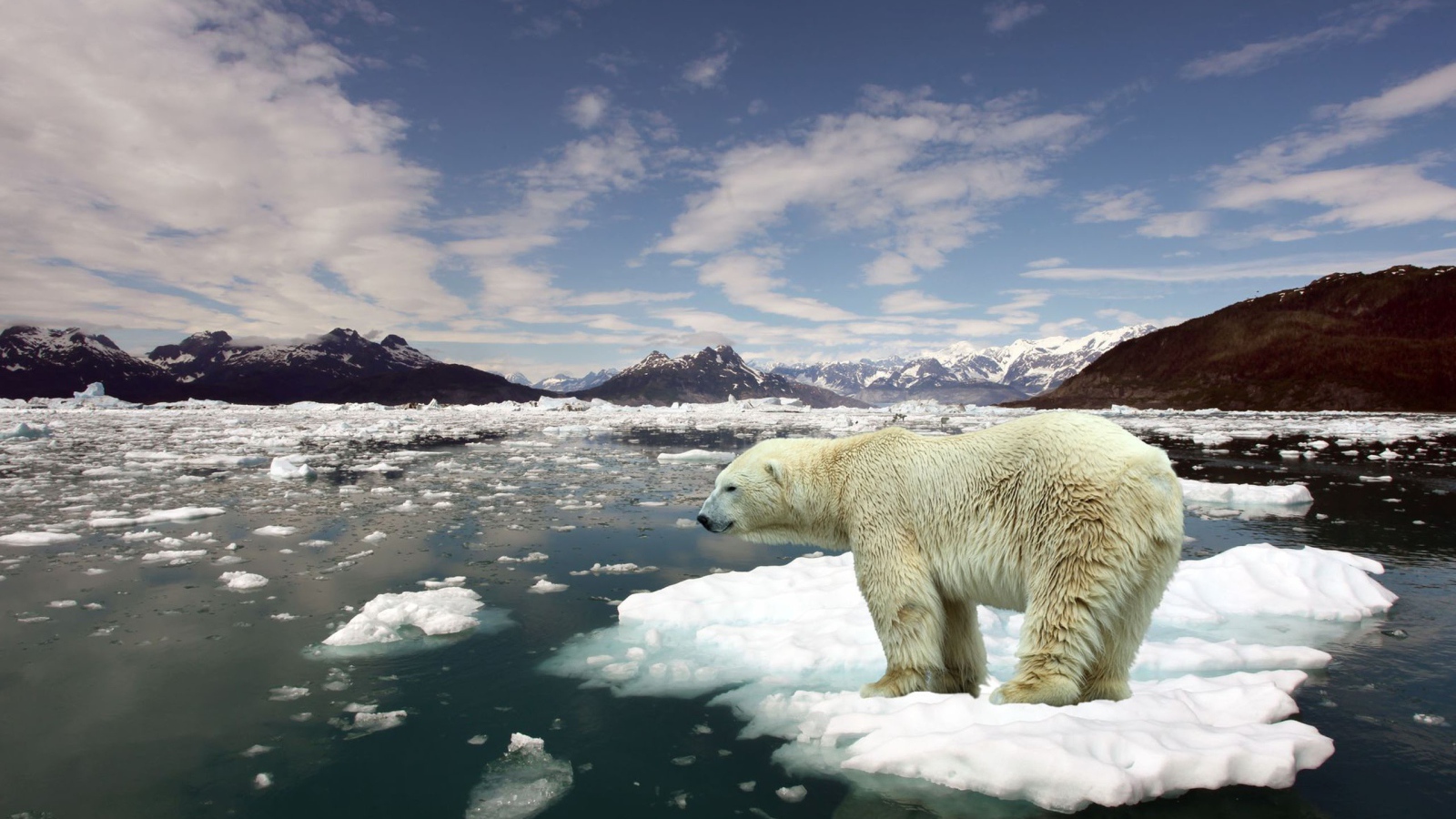 Белый медведь на льдине