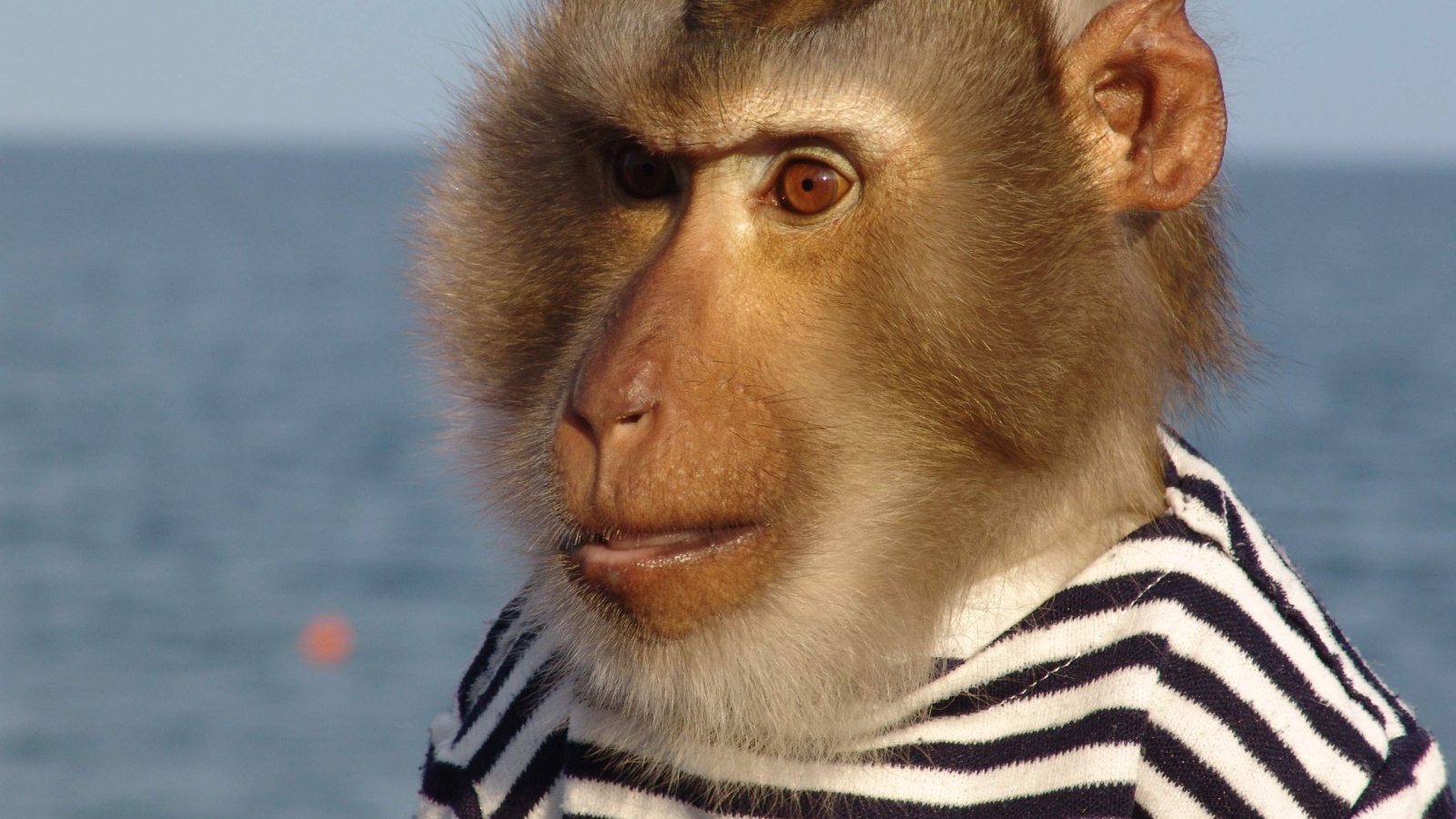 Моряк примат